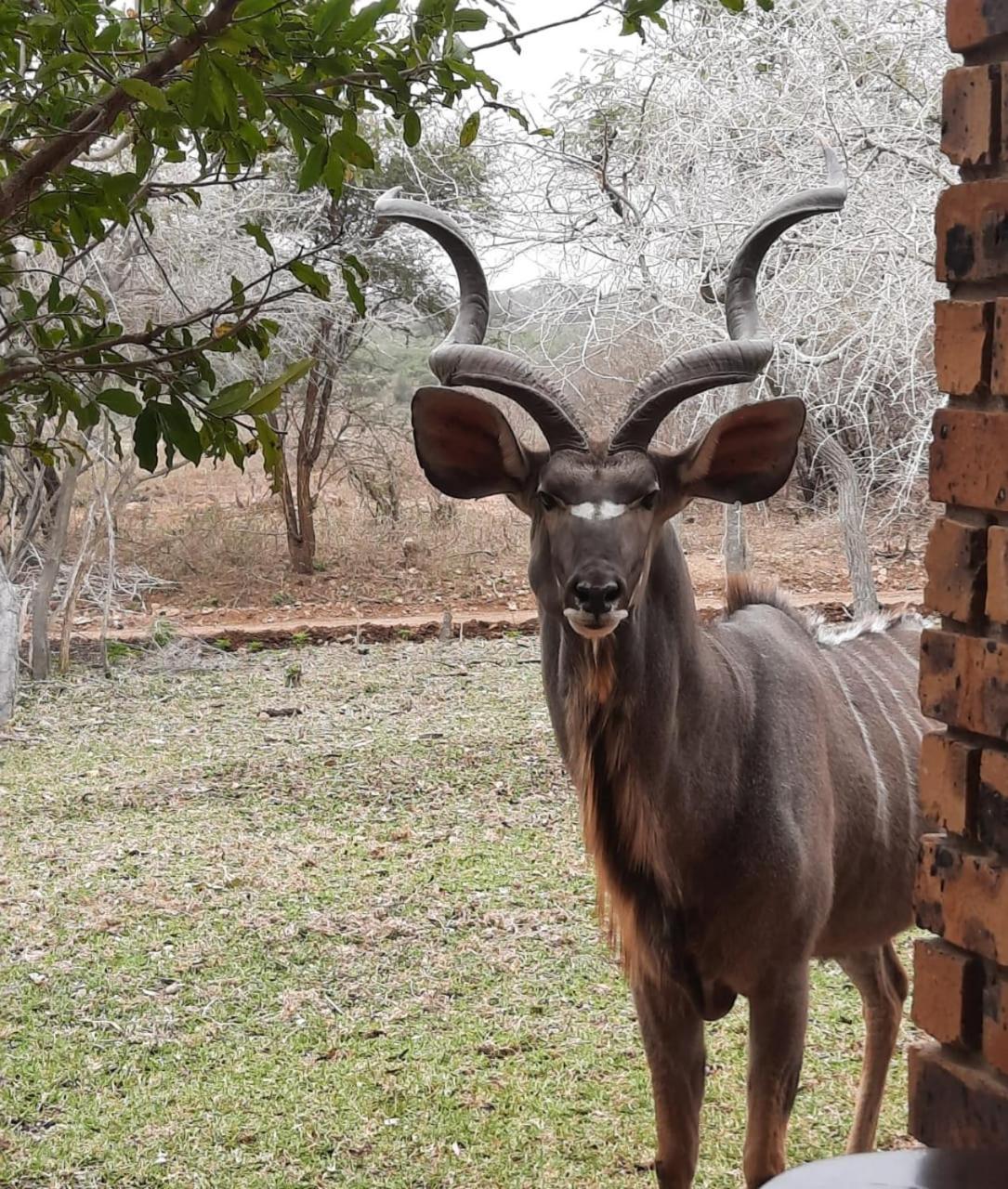 Kruger Riverside Lodge - No Load-Shedding Marloth Park Εξωτερικό φωτογραφία