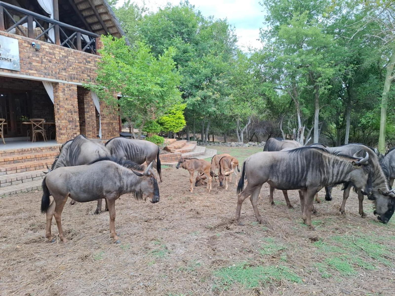 Kruger Riverside Lodge - No Load-Shedding Marloth Park Εξωτερικό φωτογραφία