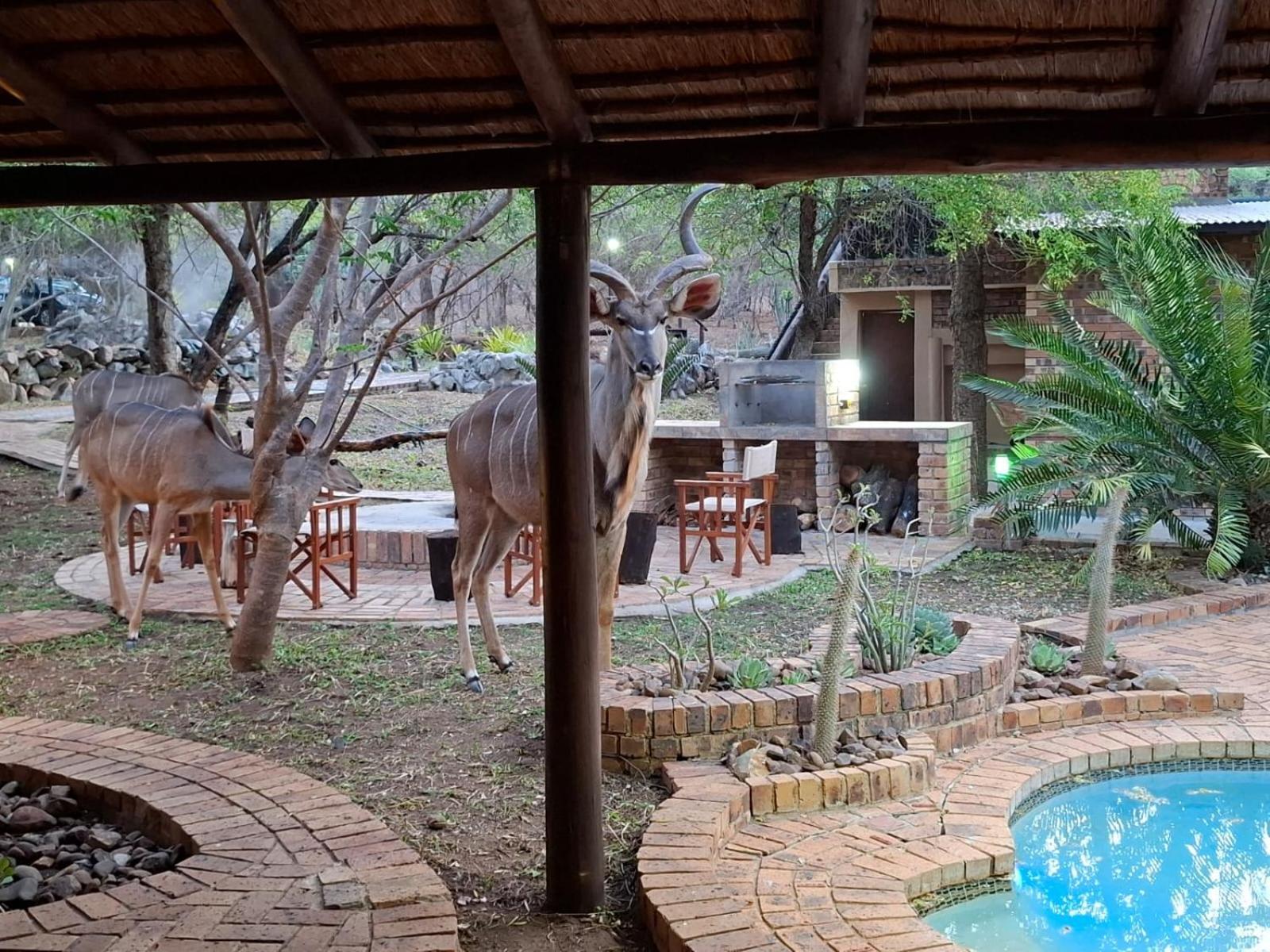 Kruger Riverside Lodge - No Load-Shedding Marloth Park Εξωτερικό φωτογραφία