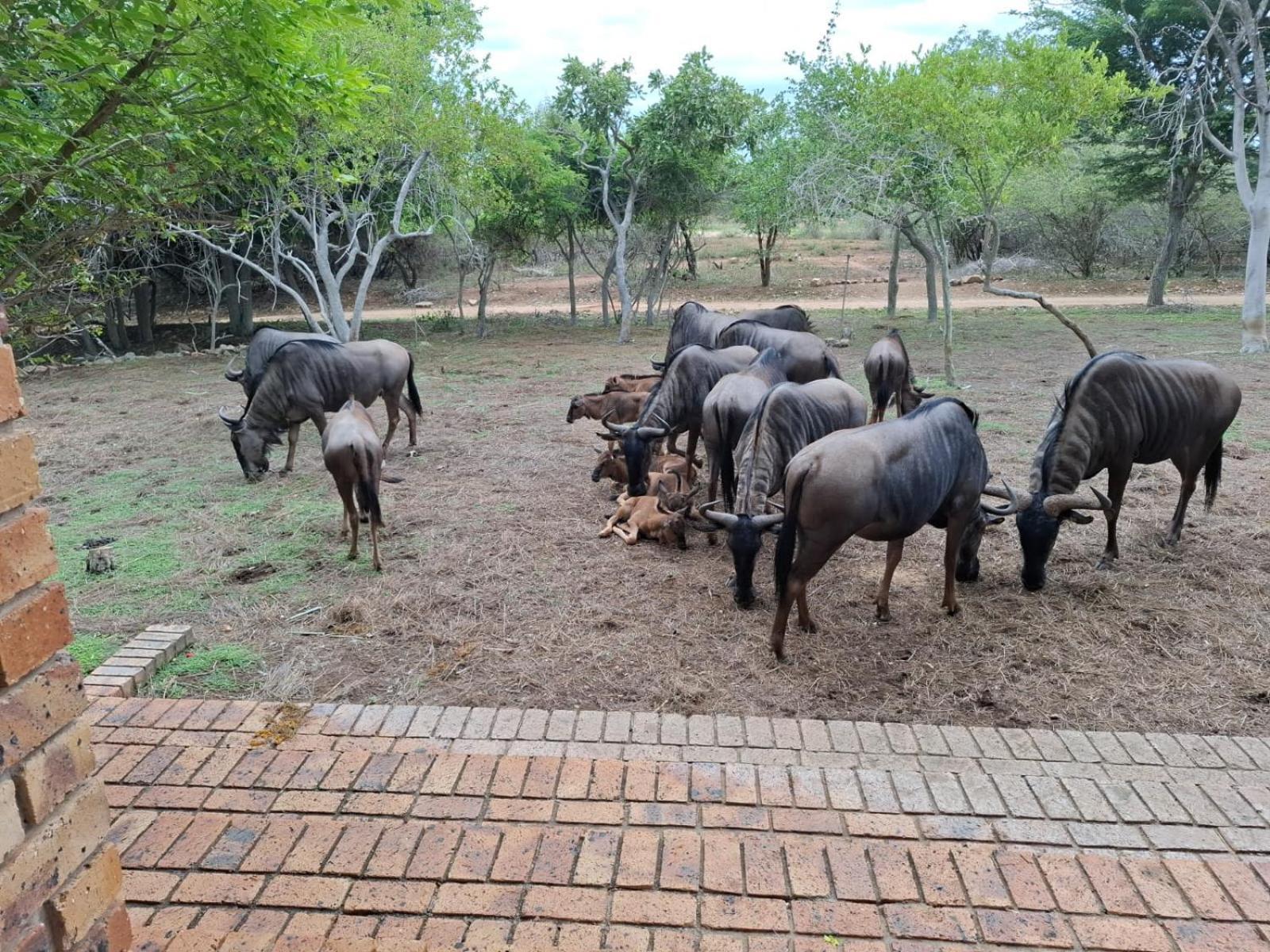 Kruger Riverside Lodge - No Load-Shedding Marloth Park Εξωτερικό φωτογραφία