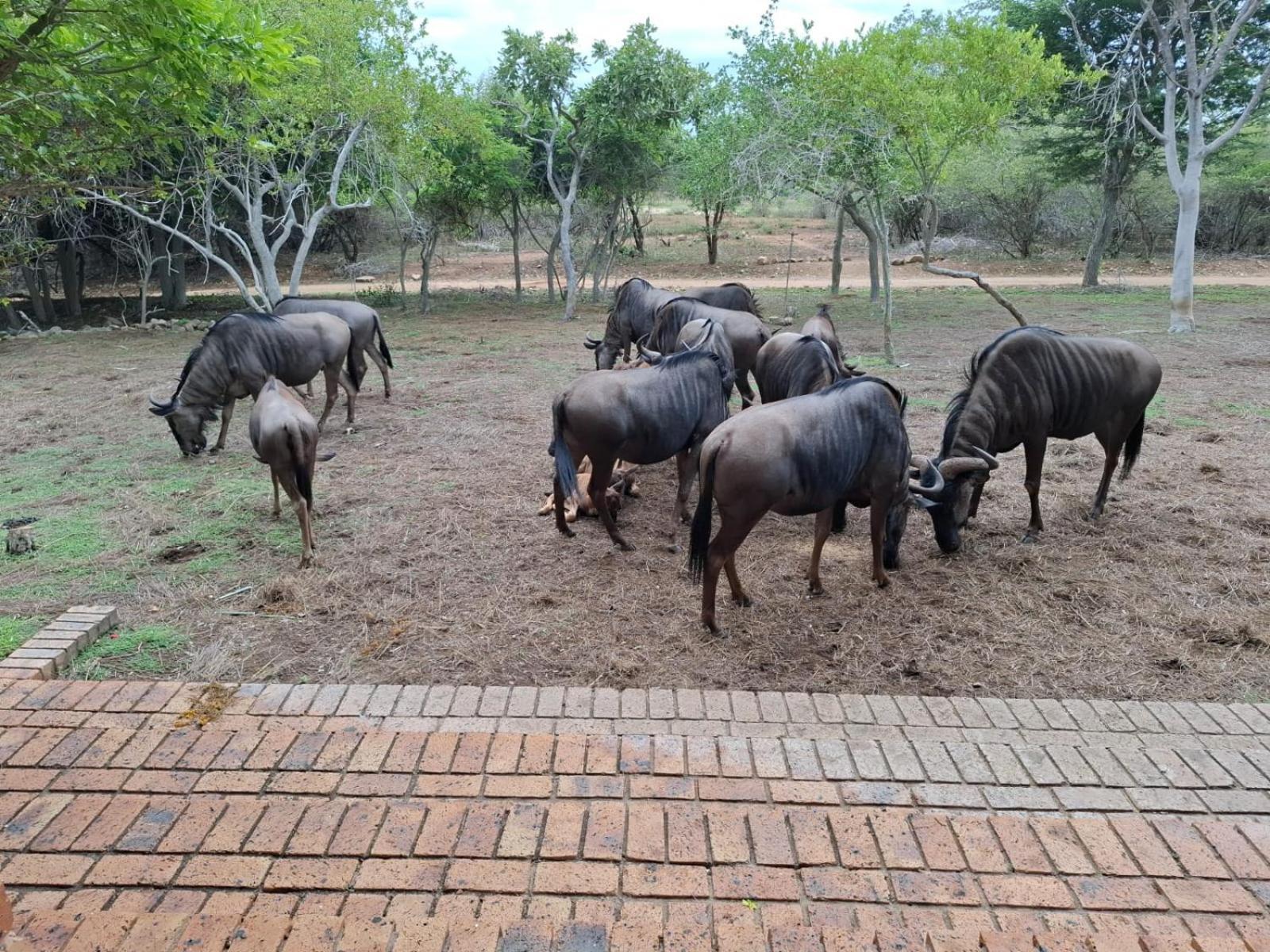 Kruger Riverside Lodge - No Load-Shedding Marloth Park Εξωτερικό φωτογραφία