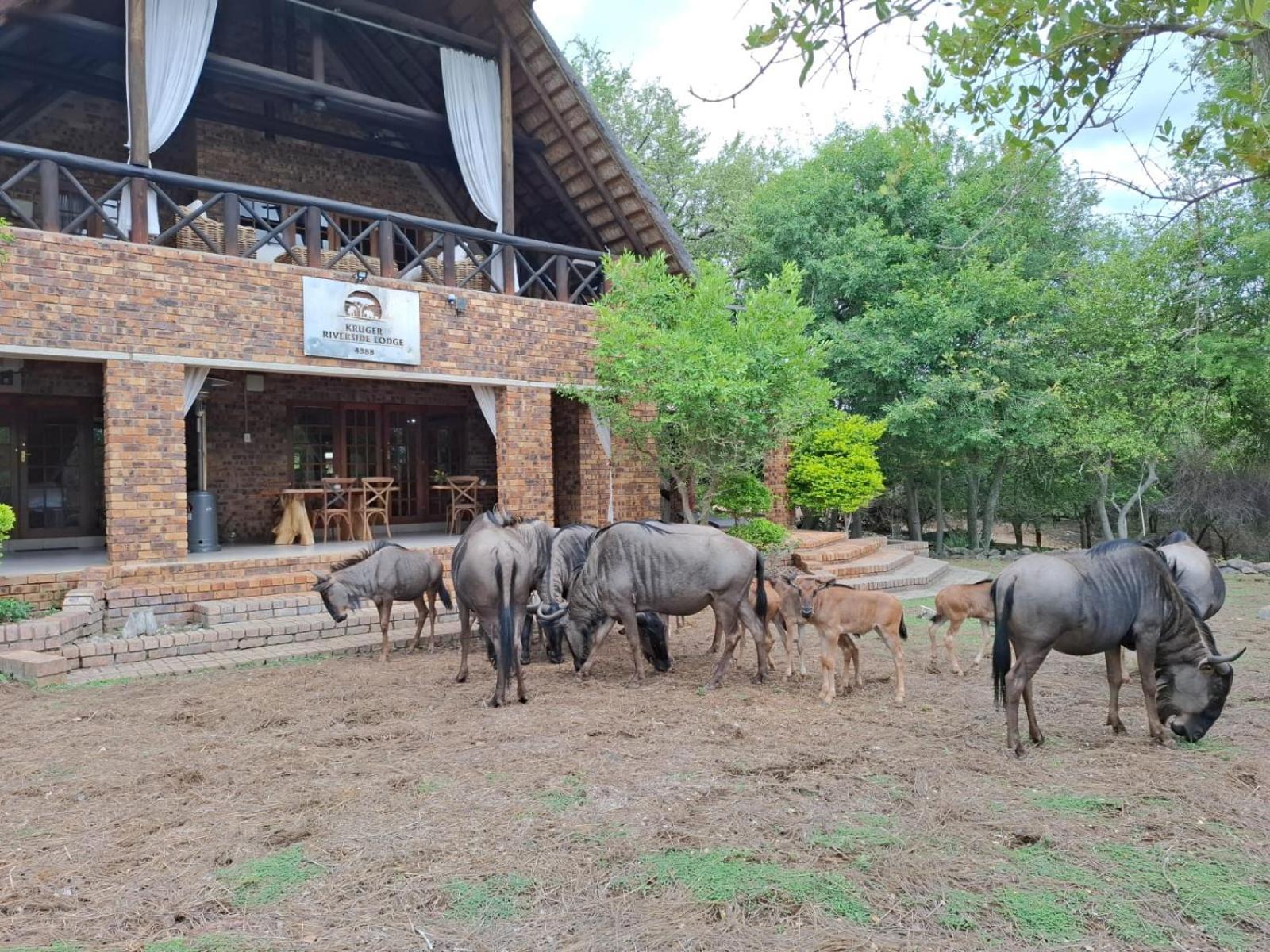 Kruger Riverside Lodge - No Load-Shedding Marloth Park Εξωτερικό φωτογραφία