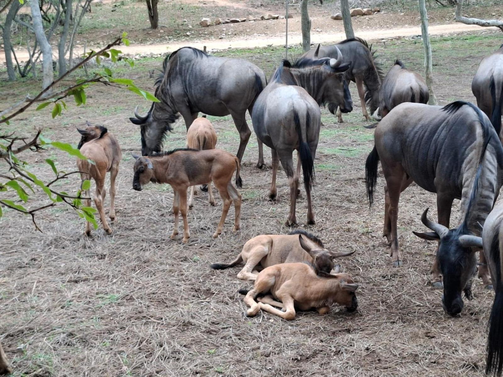 Kruger Riverside Lodge - No Load-Shedding Marloth Park Εξωτερικό φωτογραφία