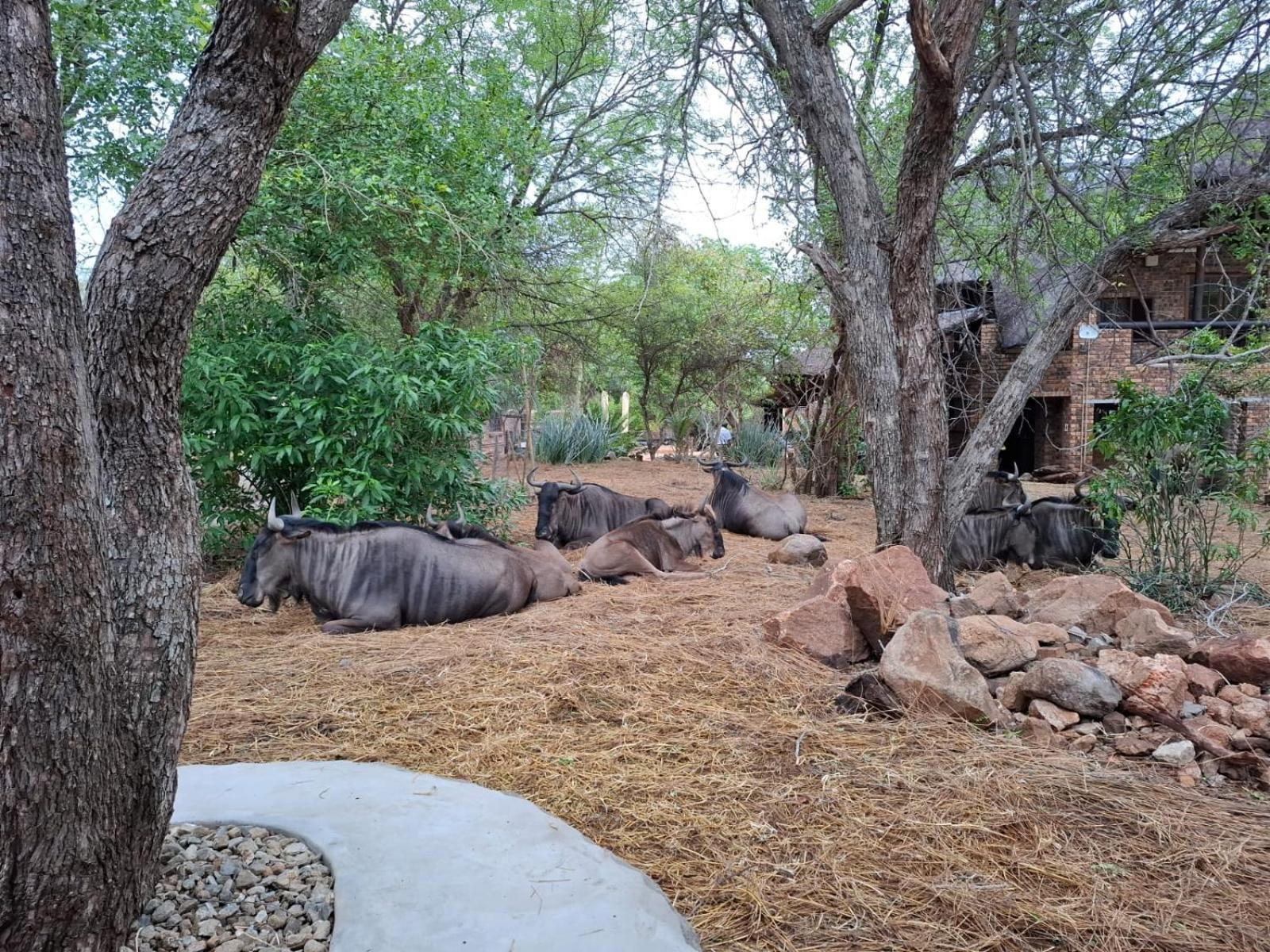 Kruger Riverside Lodge - No Load-Shedding Marloth Park Εξωτερικό φωτογραφία
