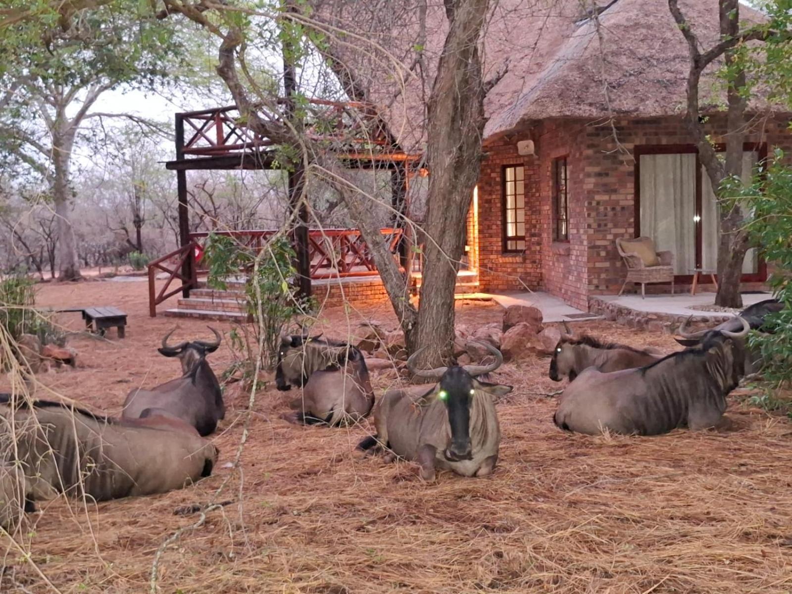 Kruger Riverside Lodge - No Load-Shedding Marloth Park Εξωτερικό φωτογραφία