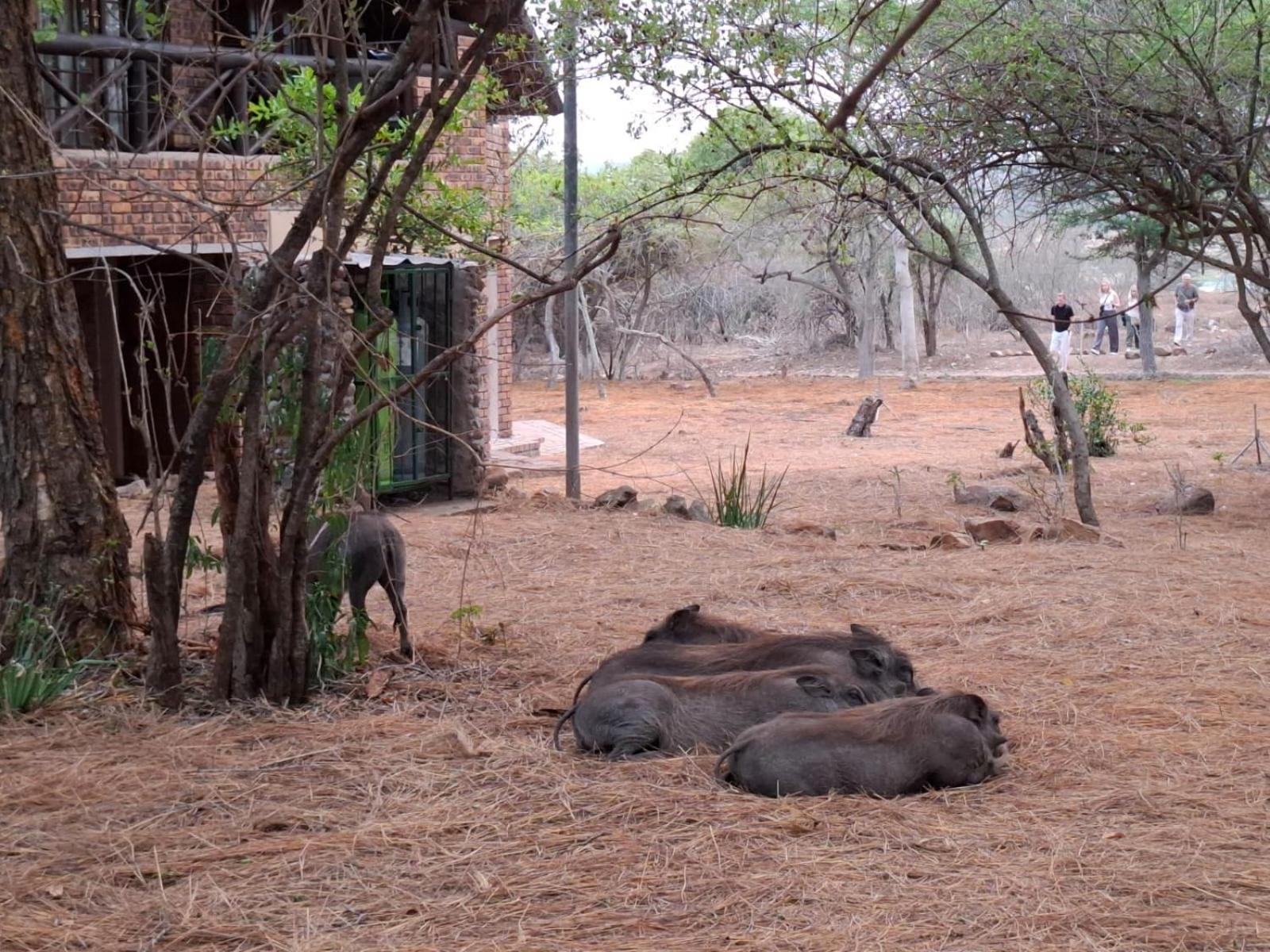 Kruger Riverside Lodge - No Load-Shedding Marloth Park Εξωτερικό φωτογραφία