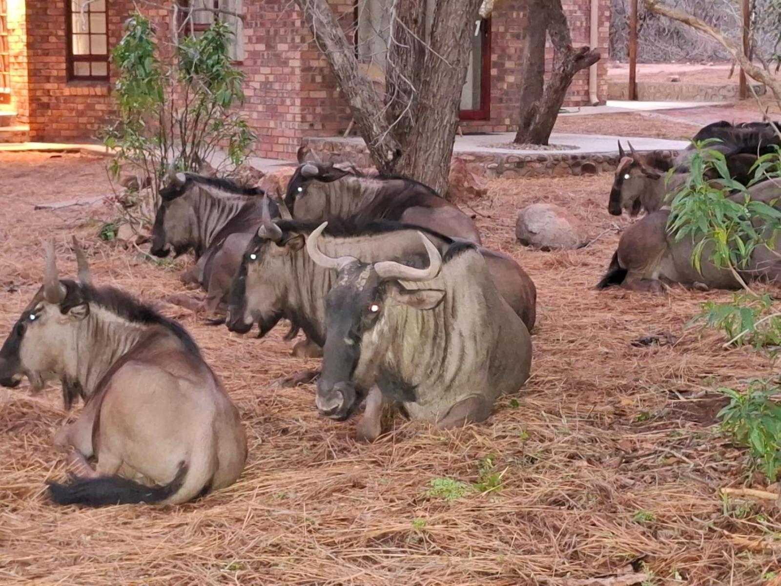 Kruger Riverside Lodge - No Load-Shedding Marloth Park Εξωτερικό φωτογραφία