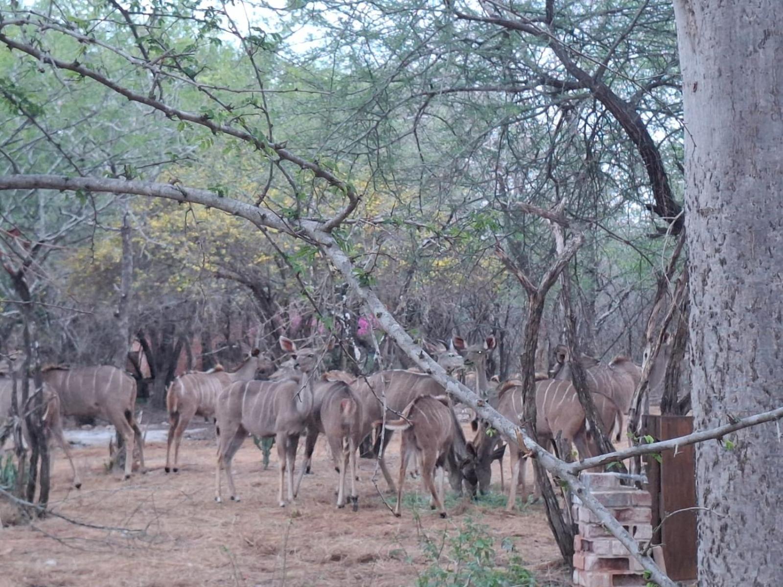 Kruger Riverside Lodge - No Load-Shedding Marloth Park Εξωτερικό φωτογραφία