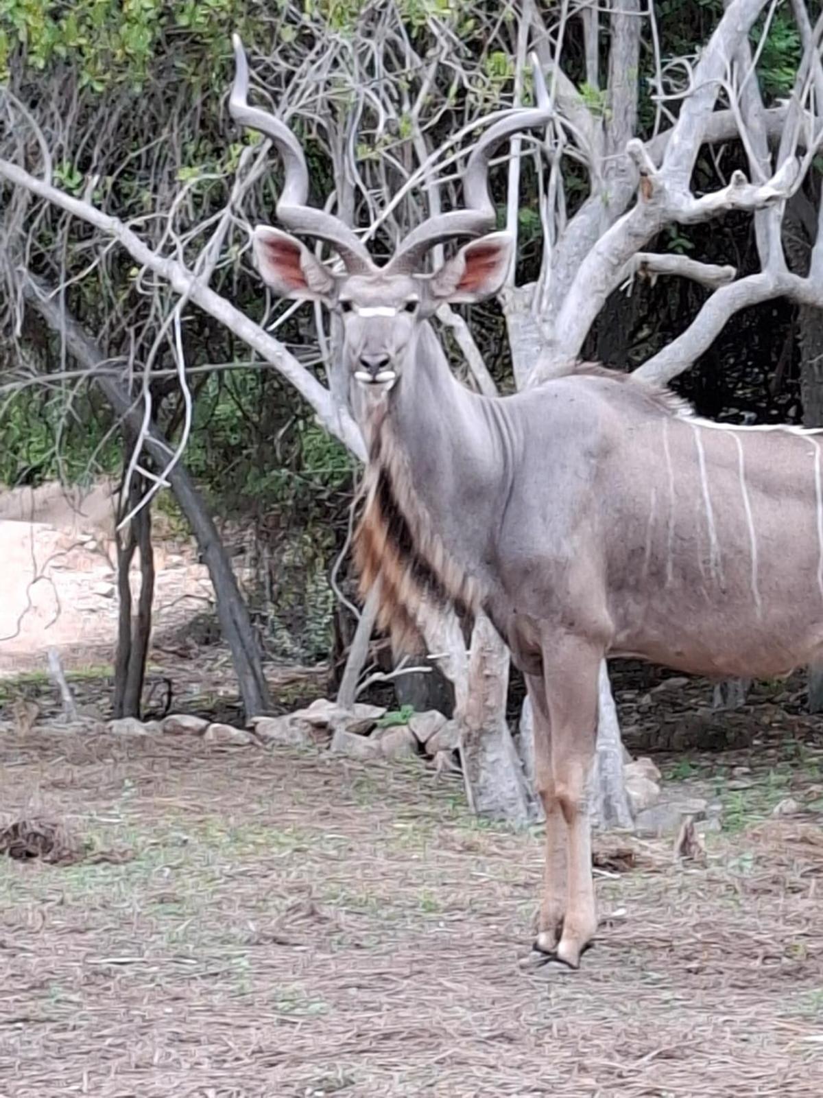 Kruger Riverside Lodge - No Load-Shedding Marloth Park Εξωτερικό φωτογραφία