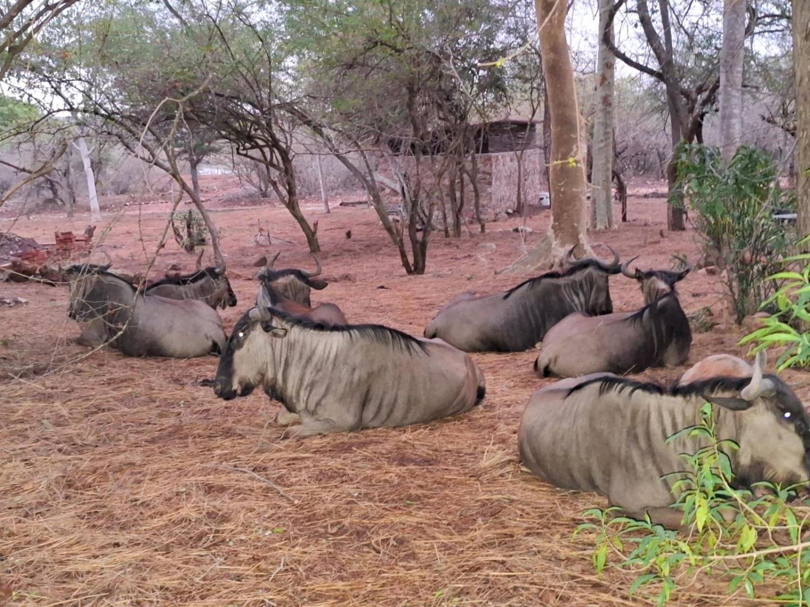 Kruger Riverside Lodge - No Load-Shedding Marloth Park Εξωτερικό φωτογραφία
