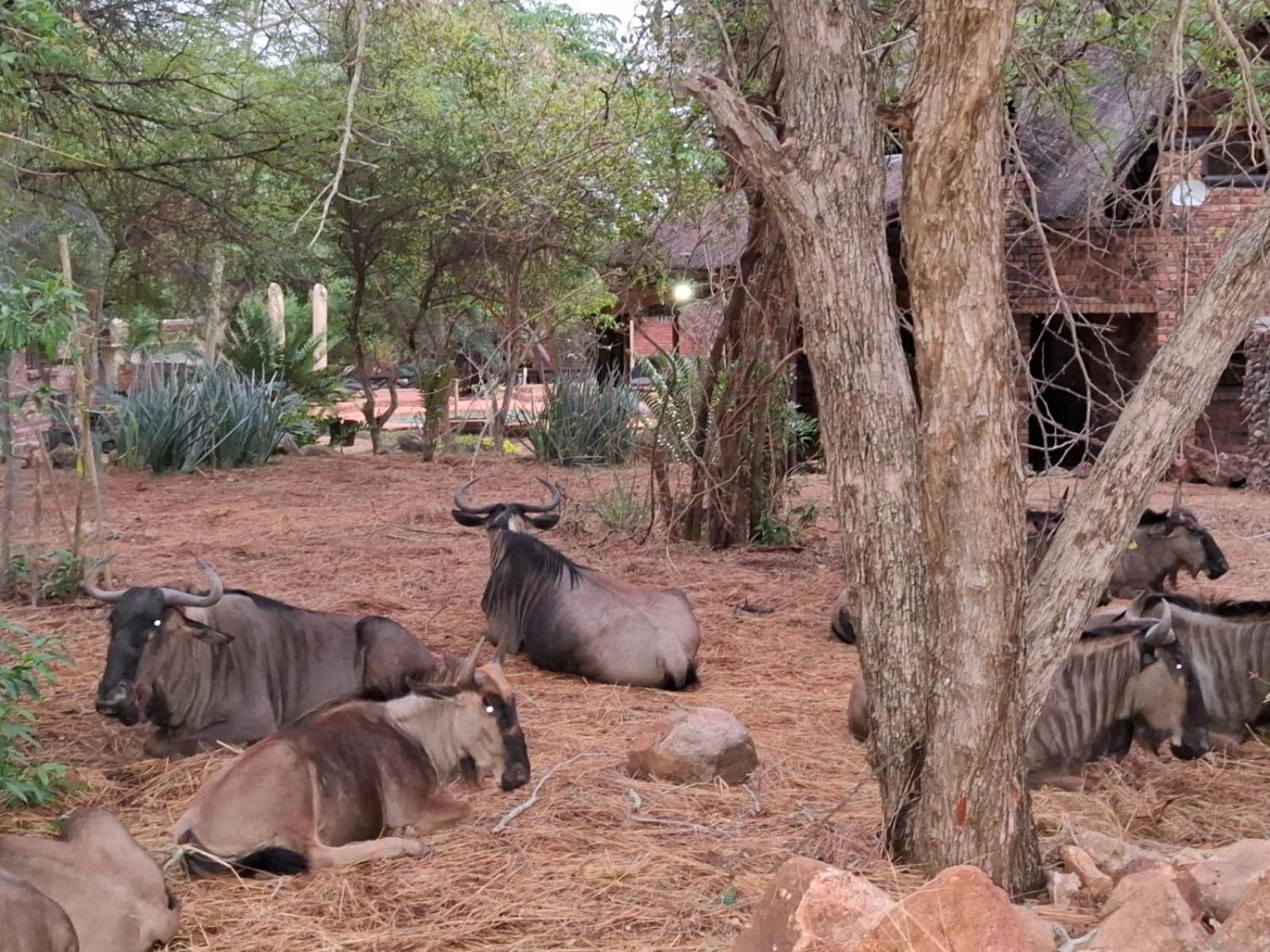 Kruger Riverside Lodge - No Load-Shedding Marloth Park Εξωτερικό φωτογραφία